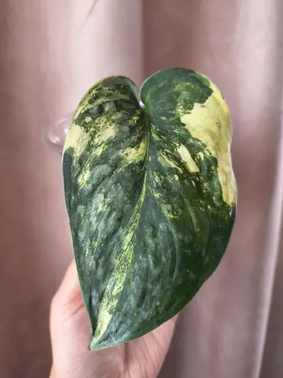 plant/Black dragon albo-0-thumbnail