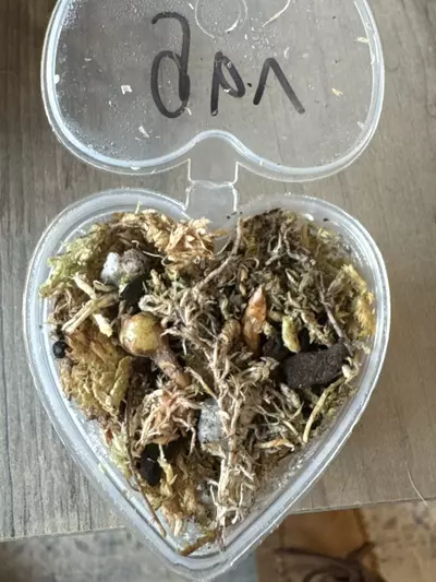 plant/Custom Listing G.B.V.-0-thumbnail