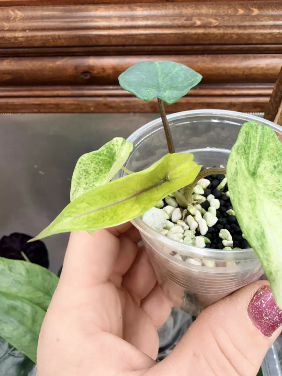 plant/Alocasia Scalprum Mint pup-0