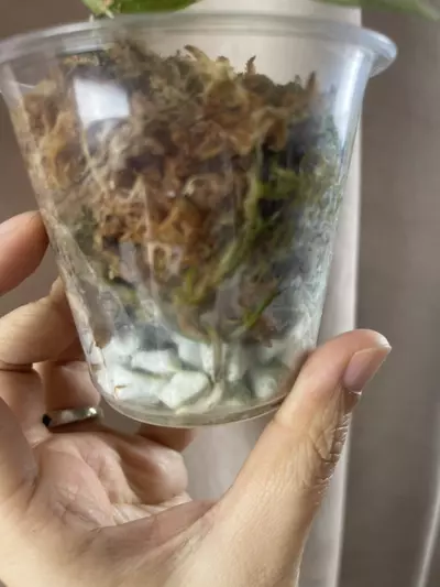 plant/Argy white crocodile 2 activated growth points-3-thumbnail