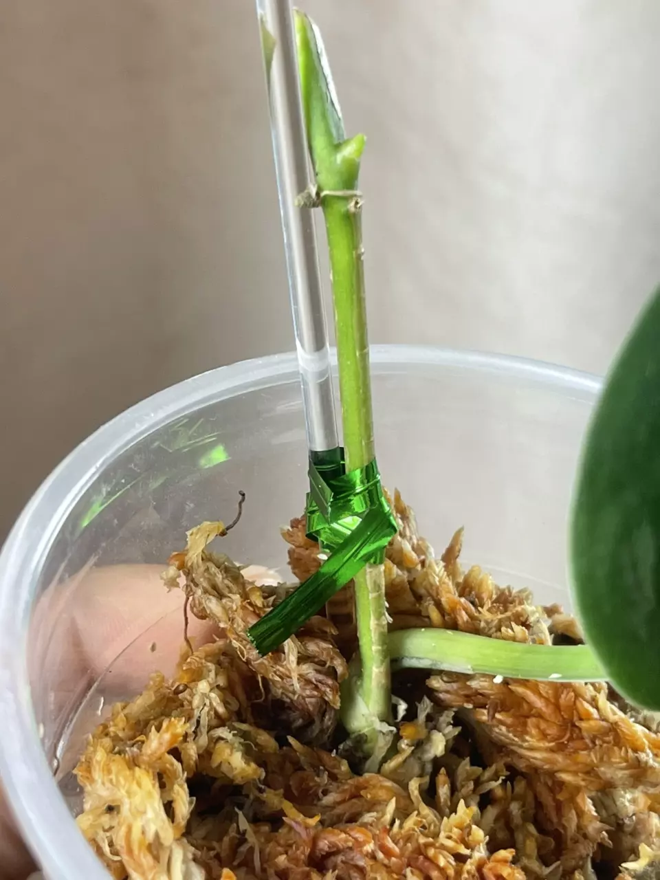 plant/Green emerald 2 nodes-1