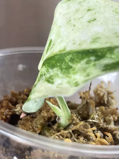 plant/Argy white crocodile-2-thumbnail