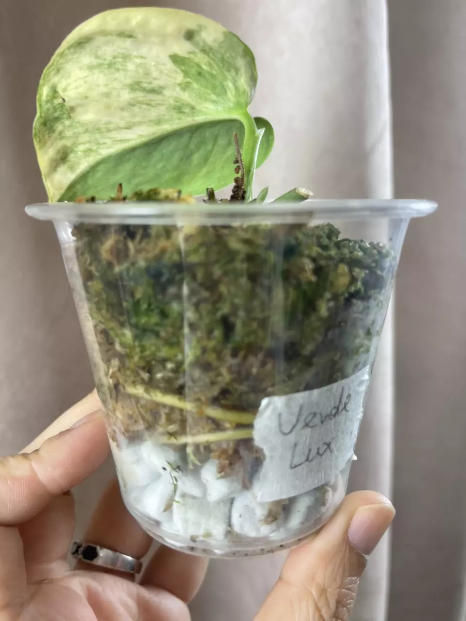 plant/Silver splash aurea verde lux-2