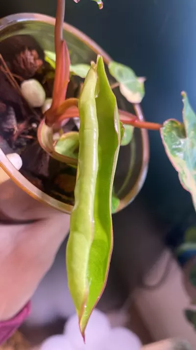 plant/Variegated Billie-2-thumbnail