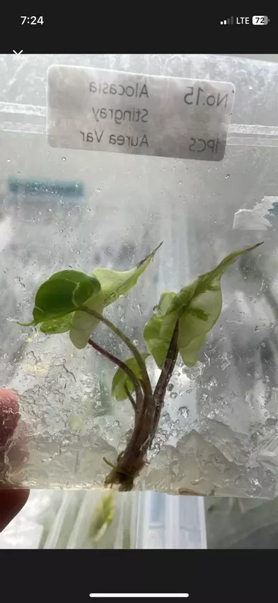 plant/Alocasia Stingray variegated tissue culture no. 15-0-thumbnail