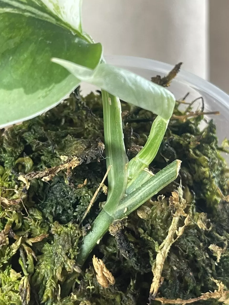 plant/Unicorn base cut-1