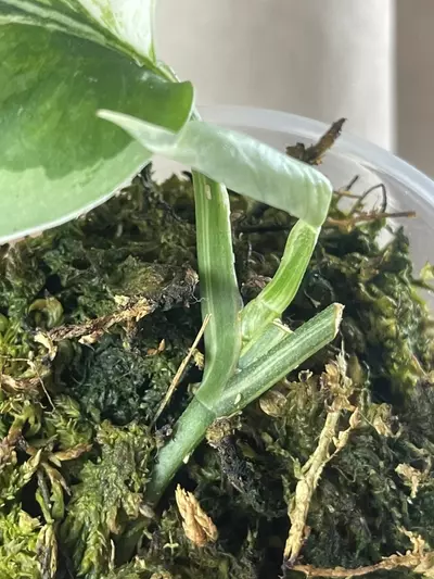 plant/Unicorn base cut-1-thumbnail