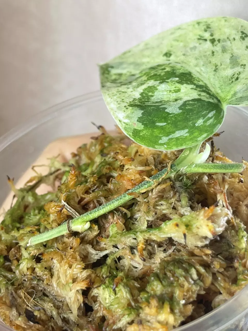 plant/Argy white crocodile 2 activated growth points-1