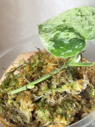 plant/Argy white crocodile 2 activated growth points-1-thumbnail