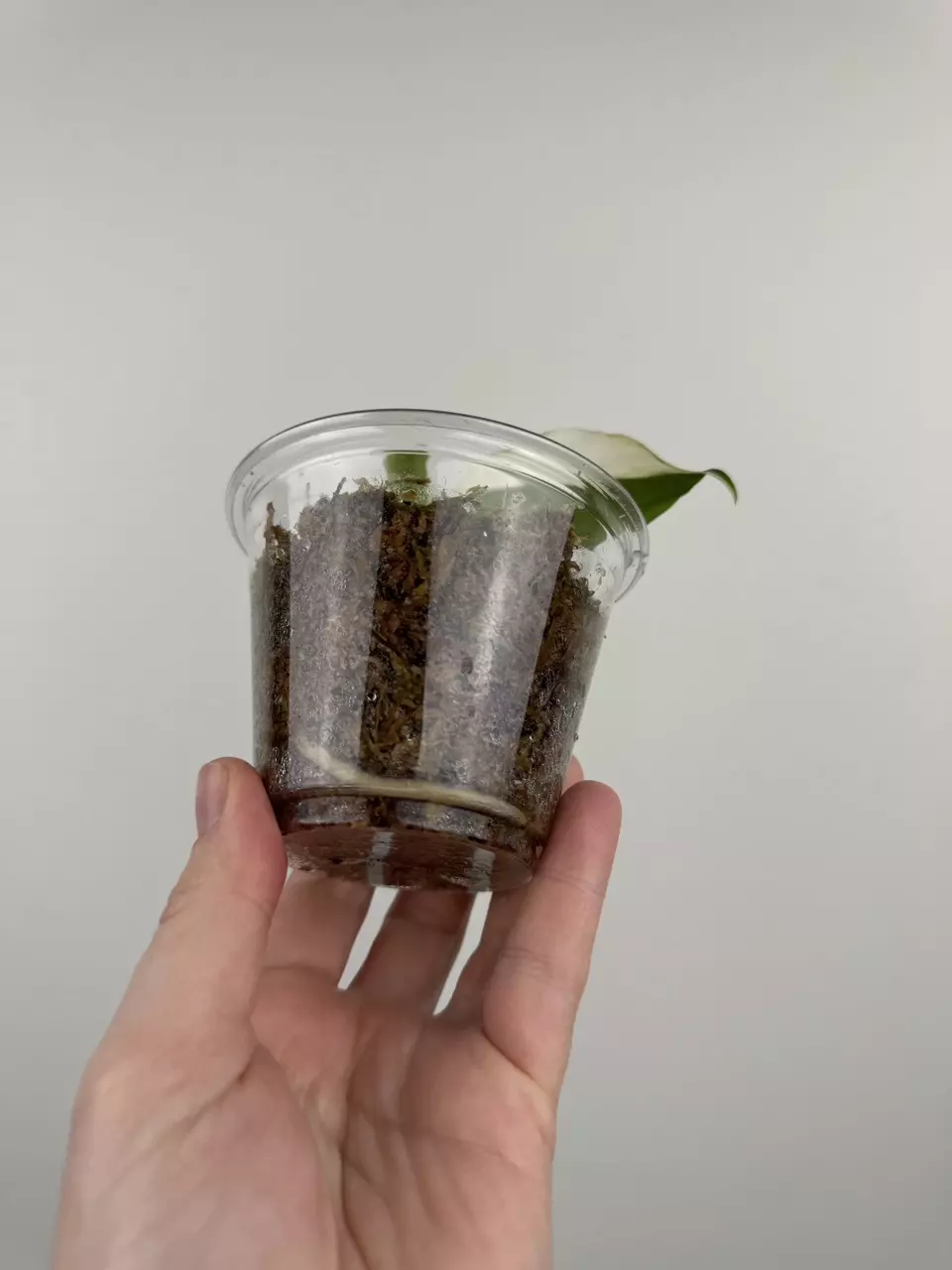 plant/Aglaonema 'Spilt Milk'-1