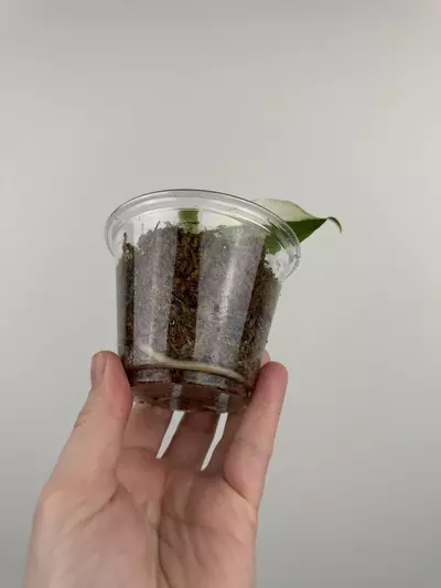 plant/Aglaonema 'Spilt Milk'-1-thumbnail