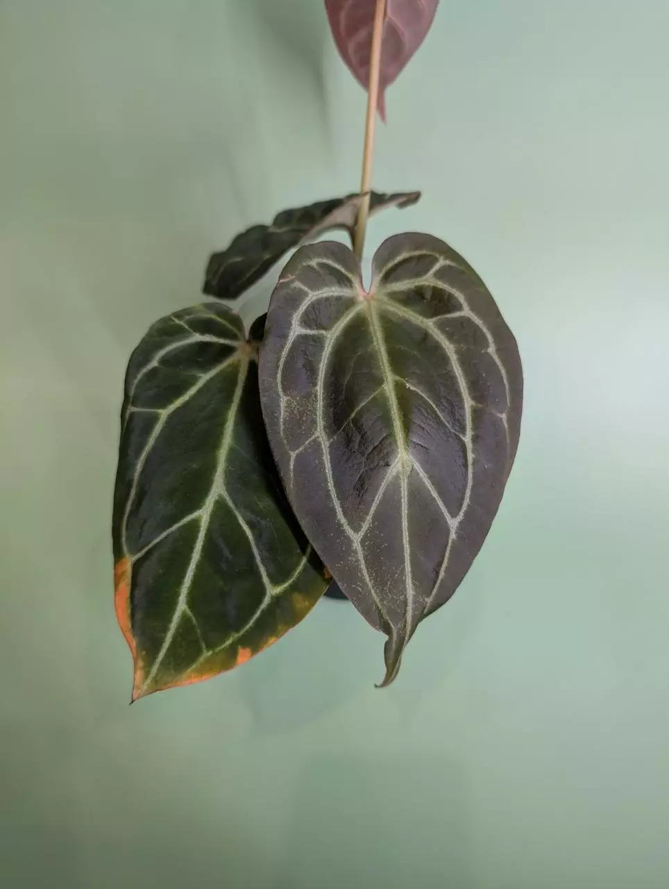 plant/Aff crystallinum x crystal Labyrinth (Granthuriums)-1