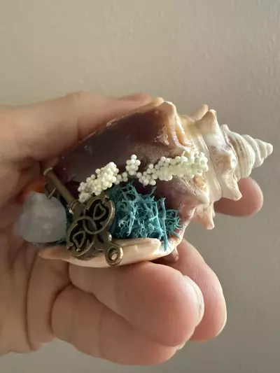 plant/Conch Shell 1-2-thumbnail