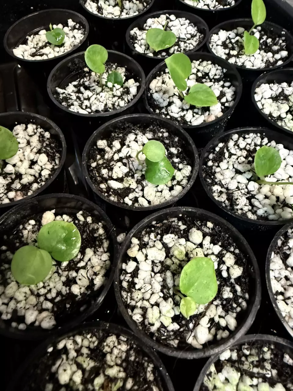 plant/A. Dark Phoenix x Lavinia-1