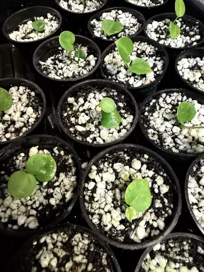 plant/A. Dark Phoenix x Lavinia-1-thumbnail