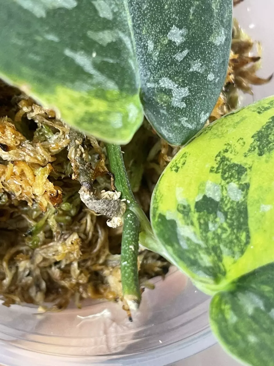 plant/Argy aurea 2 nodes premium var-2