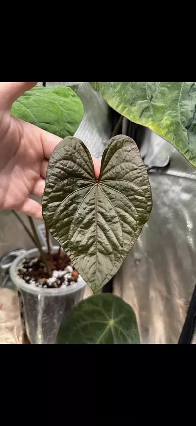 plant/Anthurium Kunayalense x 'RVDP'-3-thumbnail