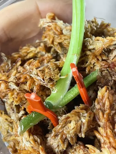 plant/Silver Knight Marble giant leaf-1-thumbnail