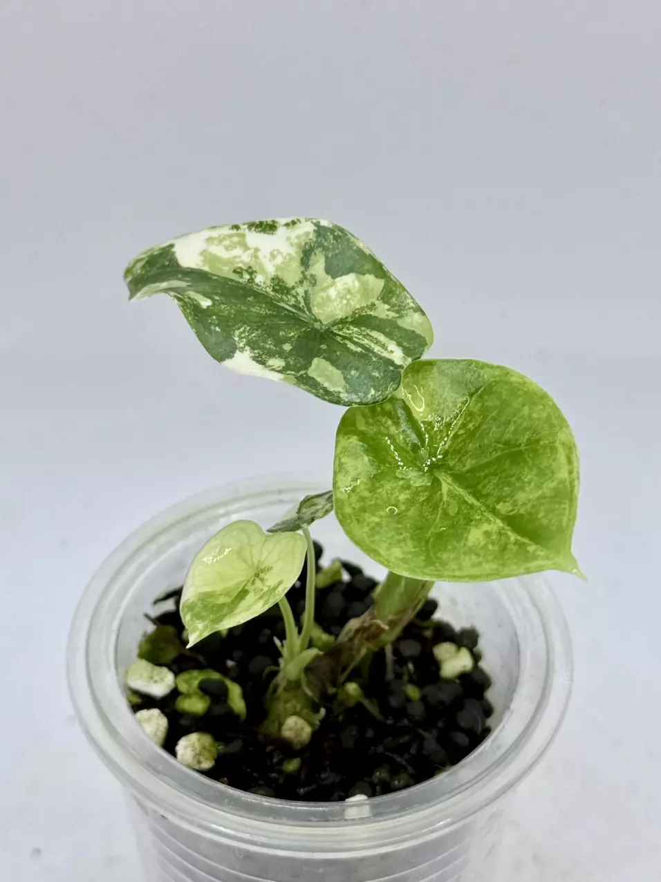 plant/Alocasia Sinuata Aurea high var-1