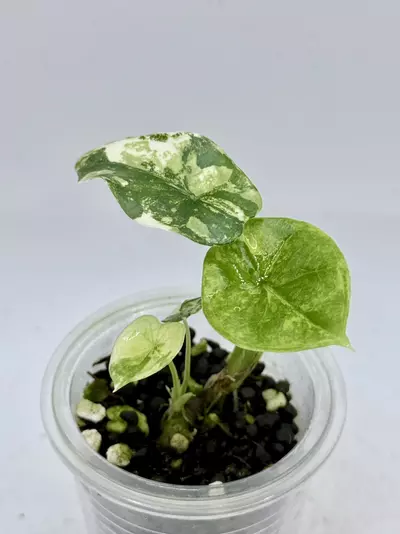 plant/Alocasia Sinuata Aurea high var-1-thumbnail