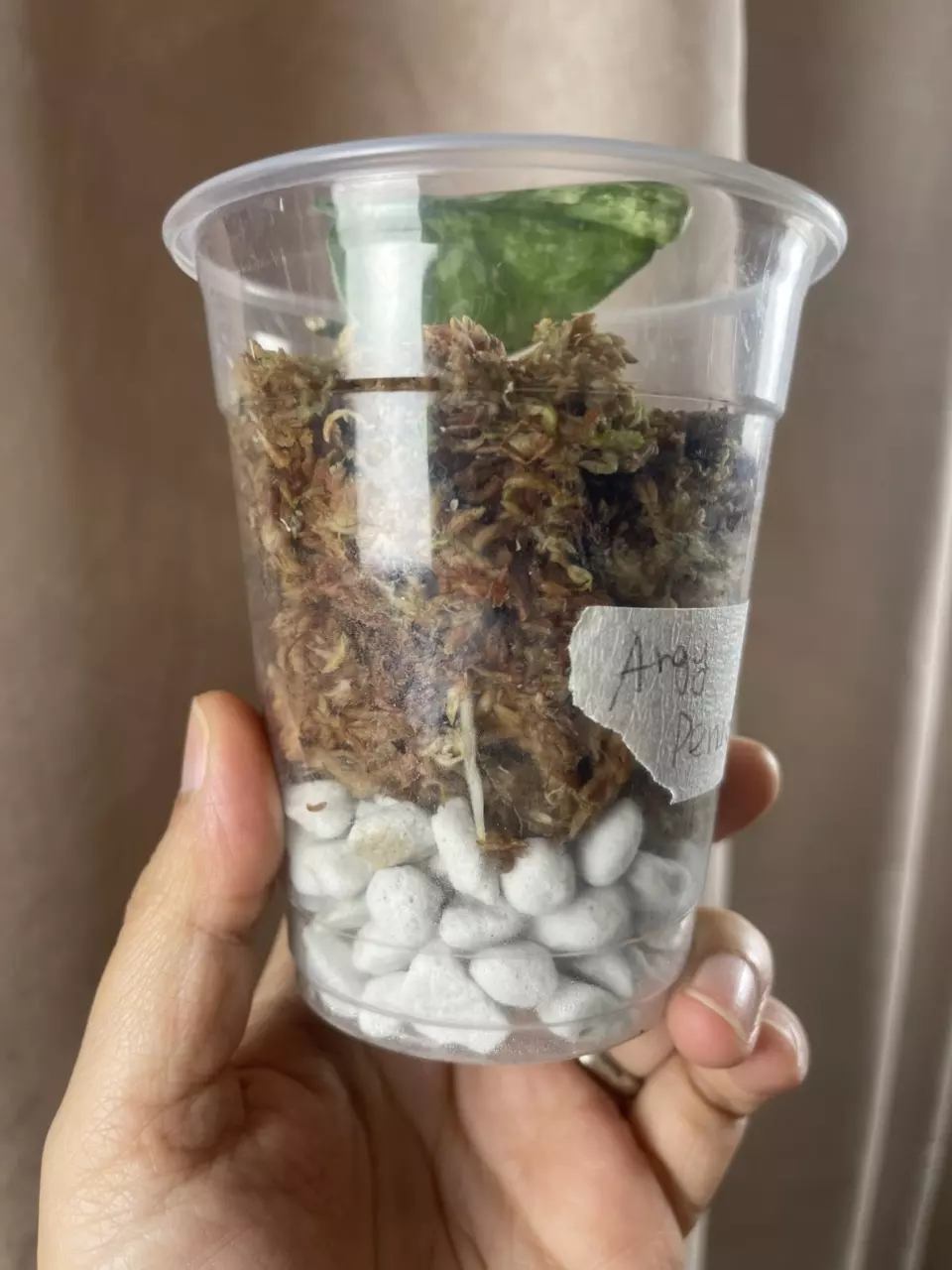 plant/Argy permata-2