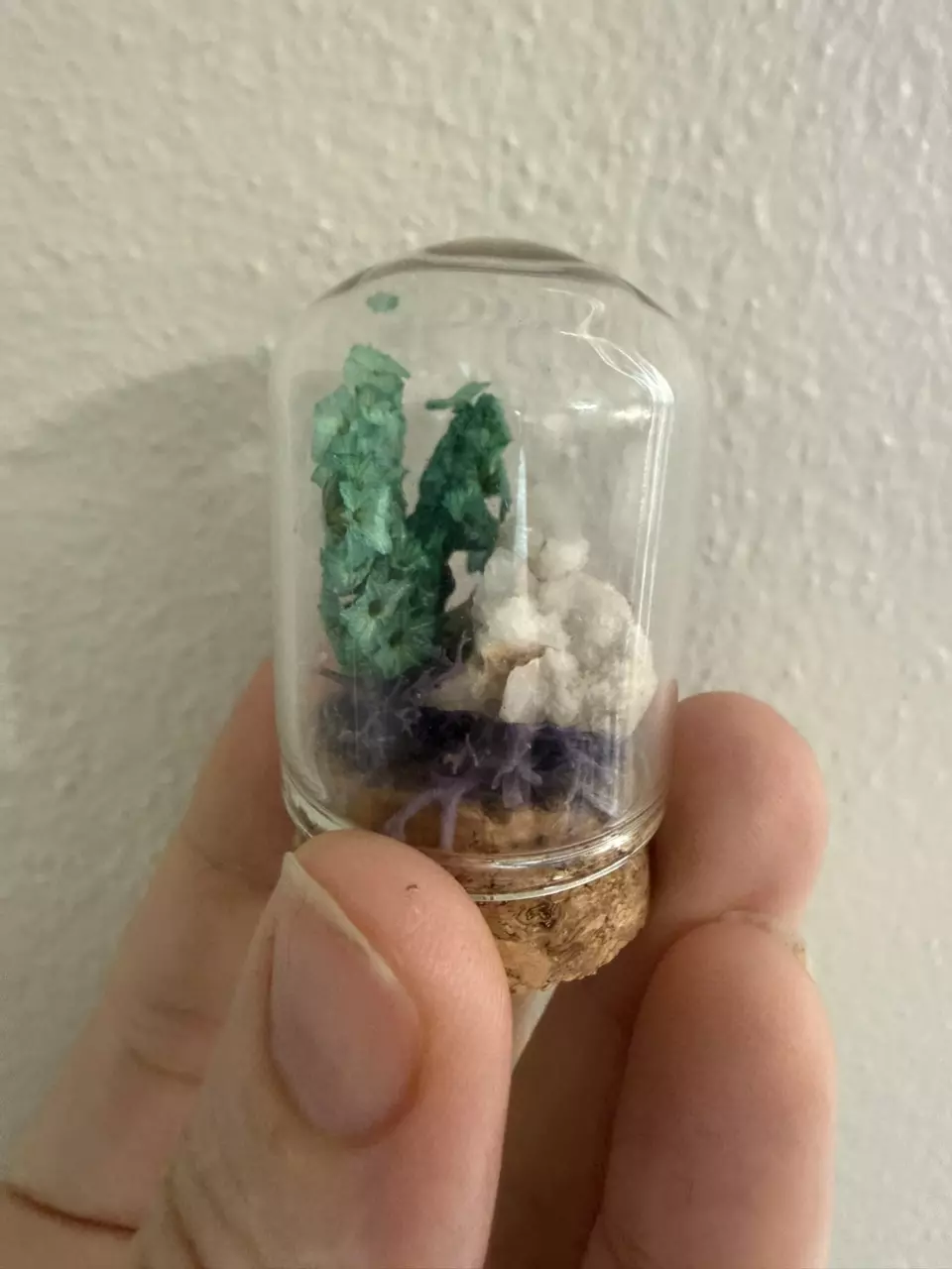 plant/Mini Cloche - cactus quartz 1-1