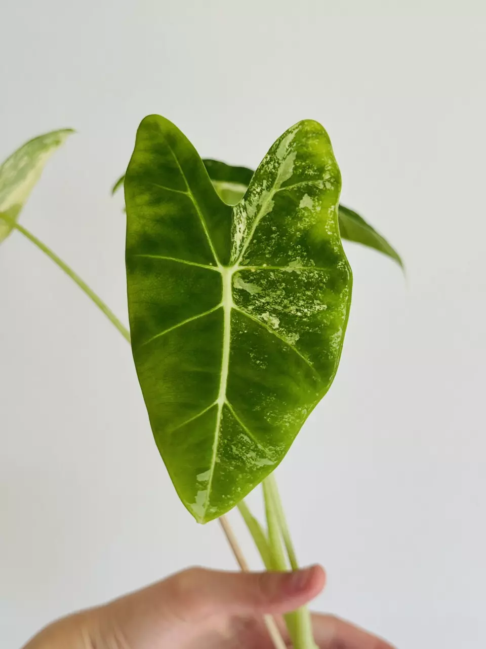 plant/Frydek Albo Corming Size-1