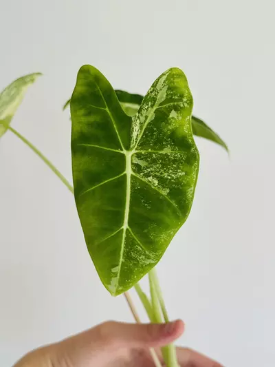 plant/Frydek Albo Corming Size-1-thumbnail