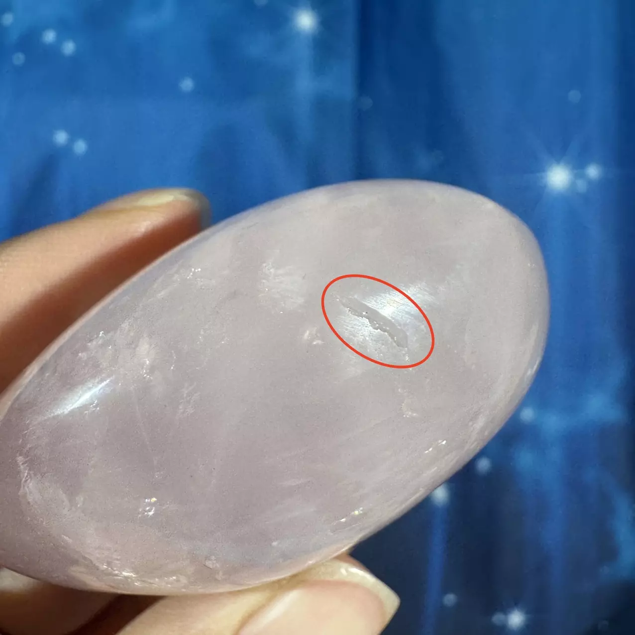 plant/Rose Quartz Palm - 22an-6