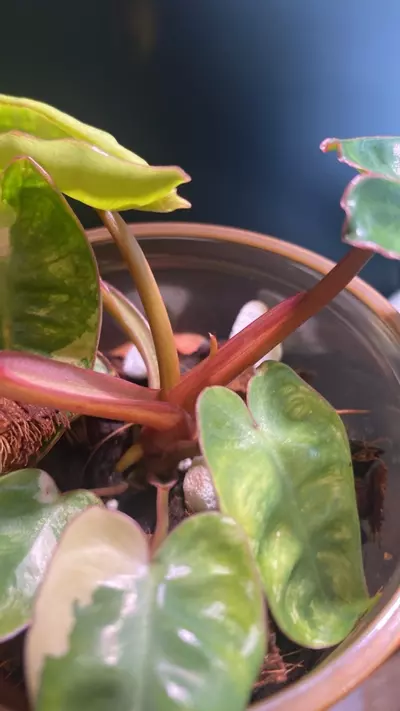 plant/Variegated Billie-4-thumbnail