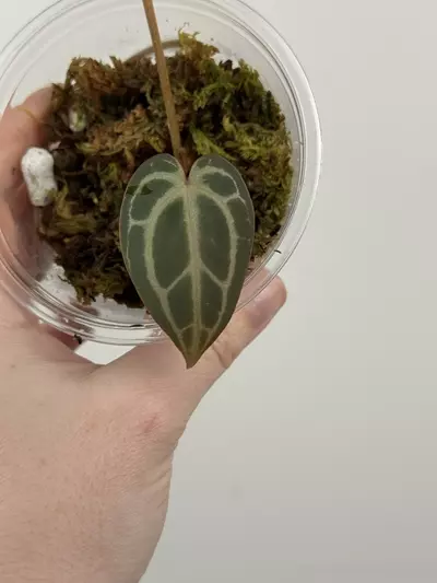 plant/Anthurium 'Red Crystallinum'-2-thumbnail