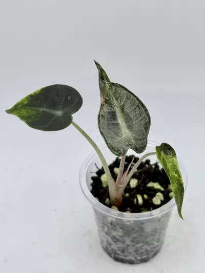 plant/Alocasia Bambino Green on Green-0-thumbnail