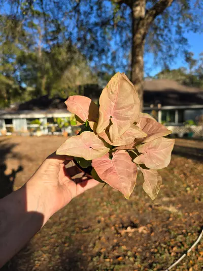 plant/4in Syngonium 'Singo Lava' GC-0-thumbnail