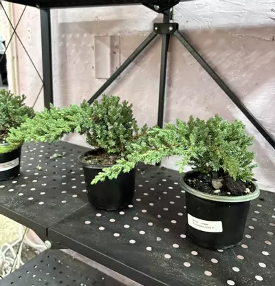 plant/Bonsai - Juniper Procumbens Nana 4” - grower’s choice-0-thumbnail