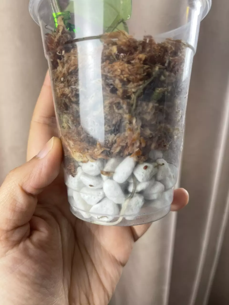 plant/Green emerald 2 nodes-2