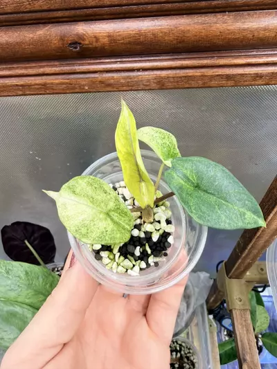 plant/Alocasia Scalprum Mint pup-2-thumbnail