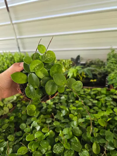 plant/4in Hoya Mathilde GC-0-thumbnail