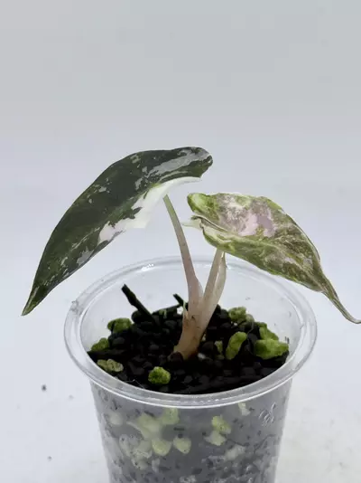 plant/Alocasia Pink Polly Snow Superb-2-thumbnail