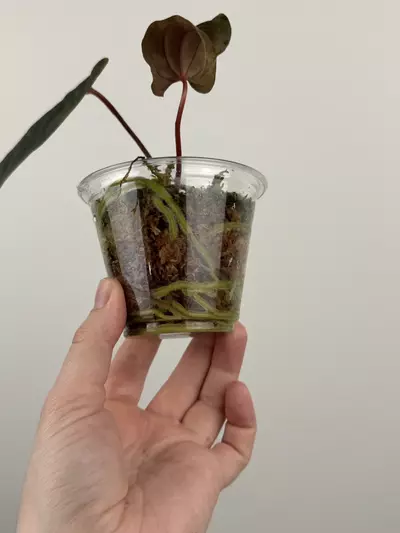 plant/Anthurium NOID-3-thumbnail