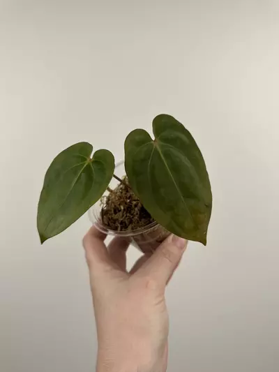 plant/Anthurium ('Michelle' x 'Zara') x Antolakii (BVEP) ('Round' x 'RA1')-0-thumbnail