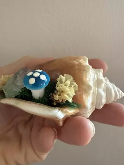plant/Conch Shell 2-2-thumbnail
