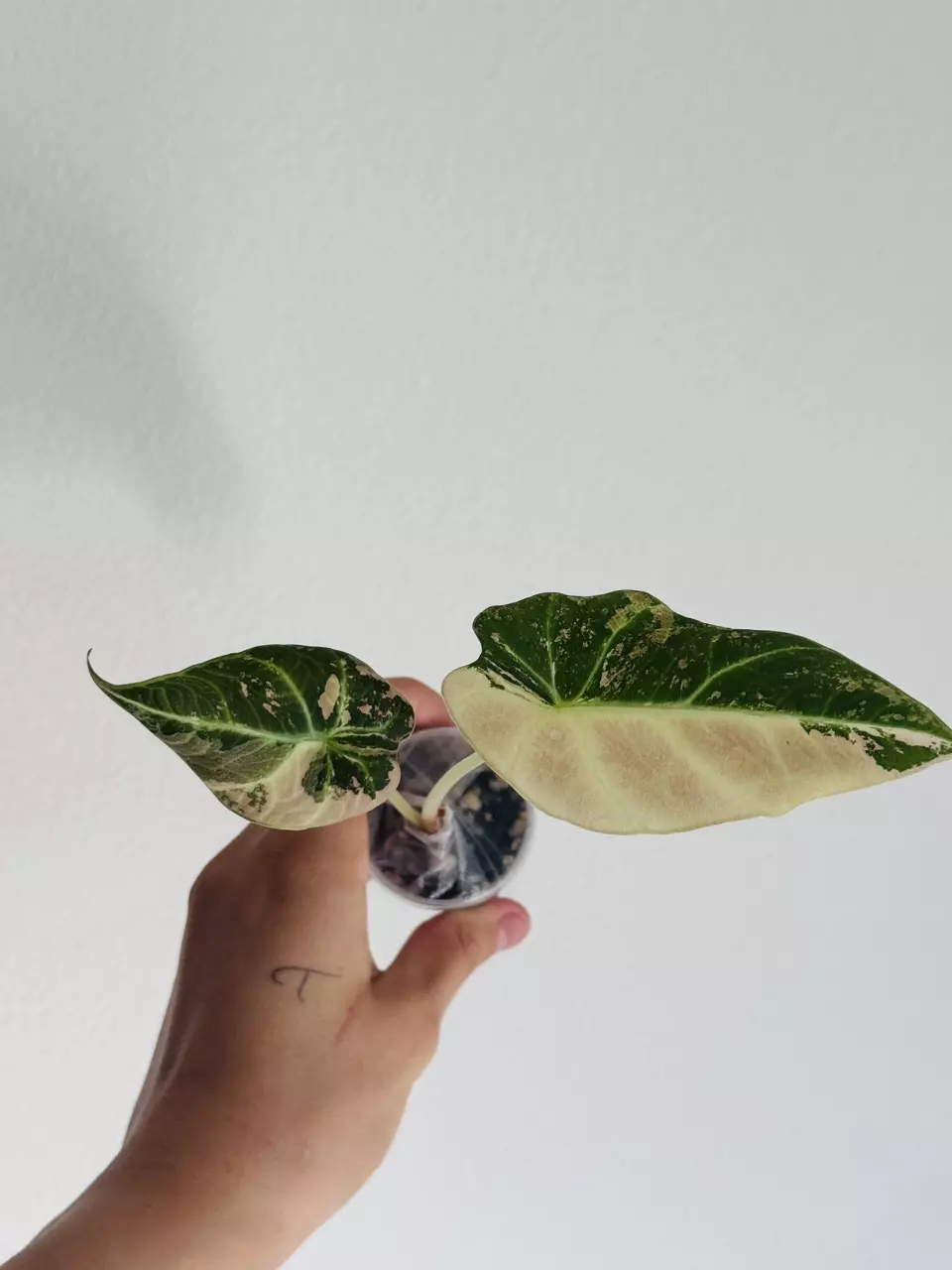 plant/Pink Black Velvet-2