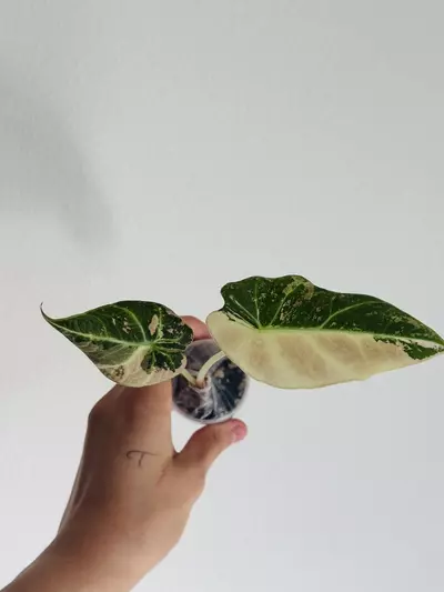 plant/Pink Black Velvet-2-thumbnail