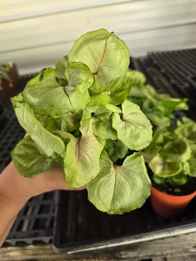 plant/4in Syngonium 'Roxana' GC-0-thumbnail