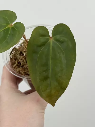 plant/Anthurium ('Michelle' x 'Zara') x Antolakii (BVEP) ('Round' x 'RA1')-1-thumbnail