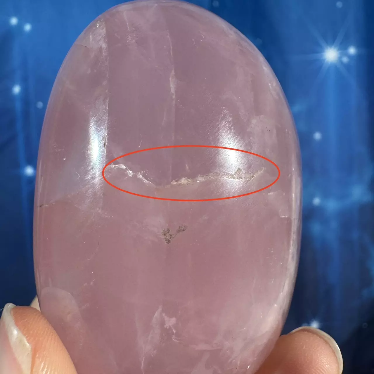 plant/Rose Quartz Palm - 28u-6