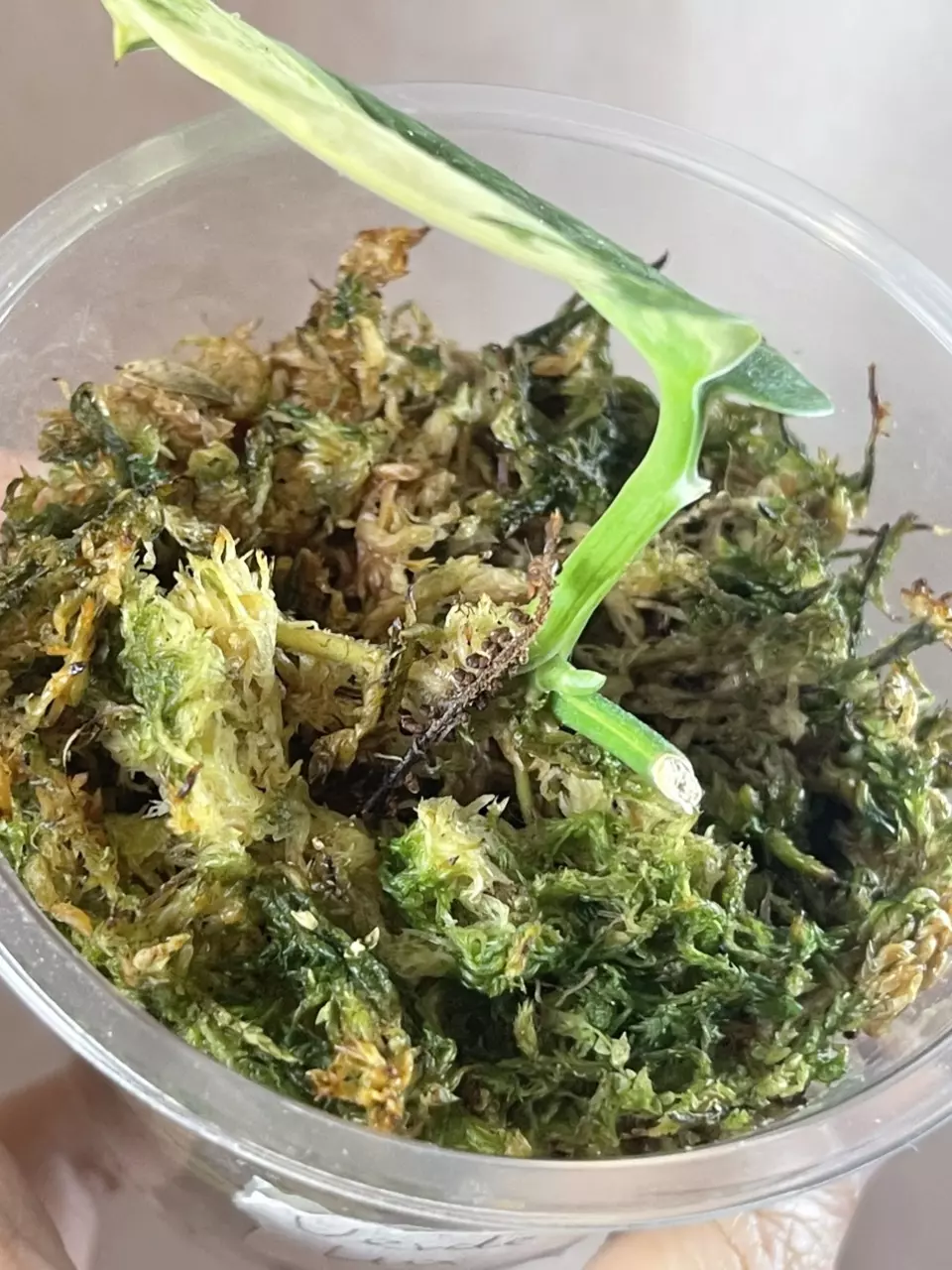 plant/Silver splash aurea verde lux-1