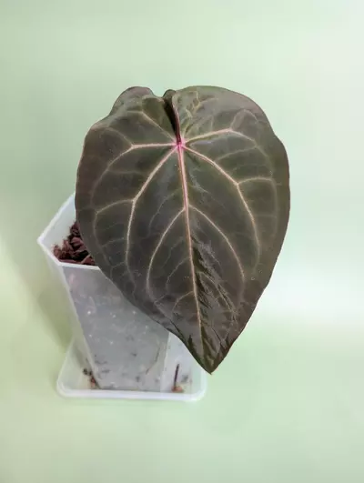 plant/Silver Blush x RVDP #1 (RadRootz)-0-thumbnail