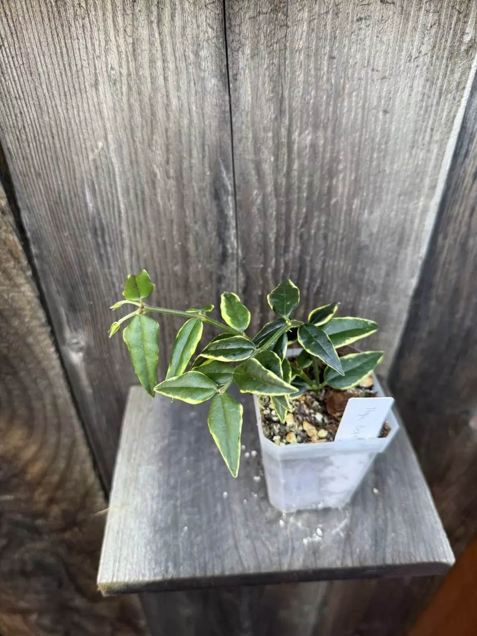 plant/Hoya Bella outer variegated #2-0