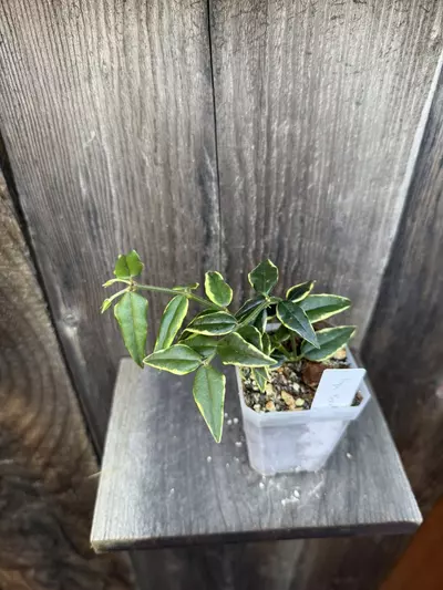 plant/Hoya Bella outer variegated #2-0-thumbnail